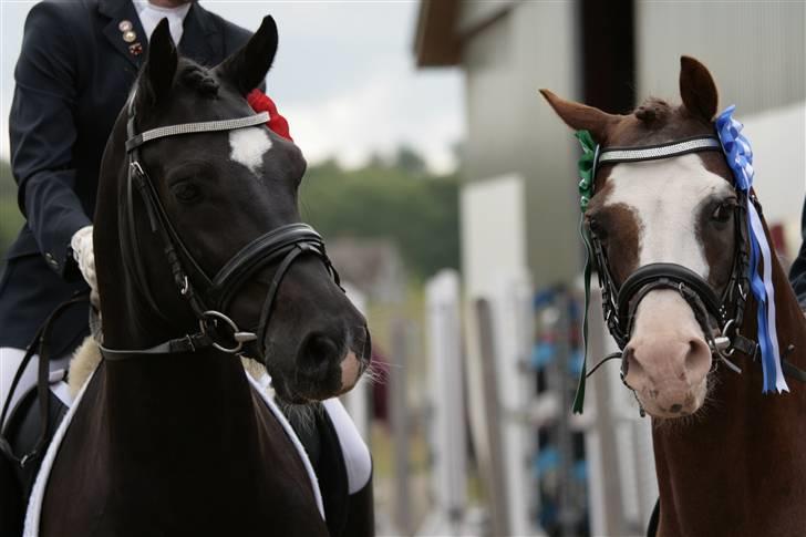 Rebecca Faurskov og Stendyssens Jappeloup (Første stævne) billede 24