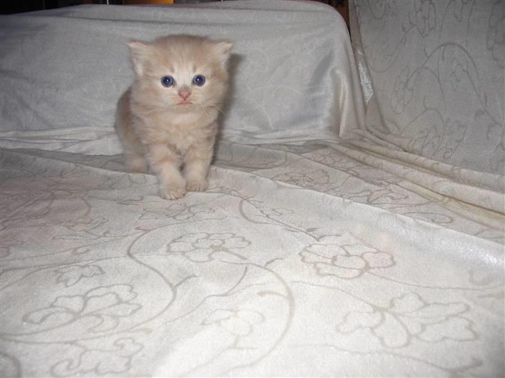 Min søde kattekilling...<3 - "Hejsa..." billede 3