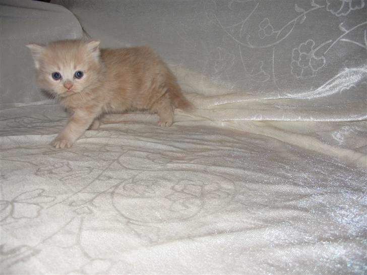 Min søde kattekilling...<3 - Se lige den nuttede katekilling 8-) billede 4