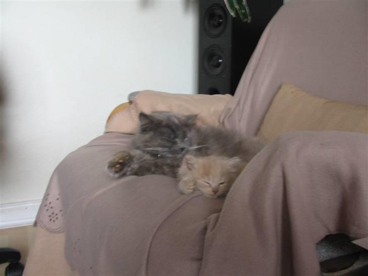 Min søde kattekilling...<3 - Nåårrrhhh hvor er de bare søde...:-* billede 5