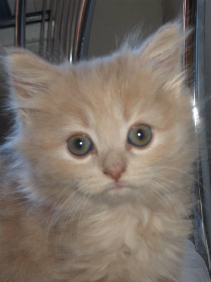 Min søde kattekilling...<3 - "Her er jeg så...:-)" billede 1