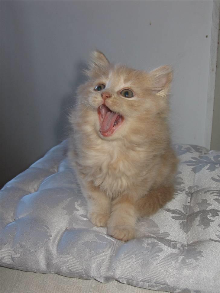 Min søde kattekilling...<3 - "Gaaaaaaaaab" billede 11