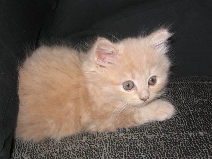 Min søde kattekilling...<3 - Det samme billede 14