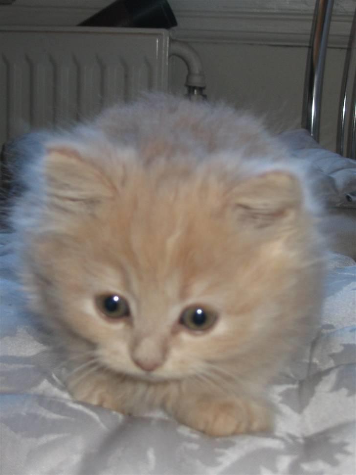 Min søde kattekilling...<3 - "Halløj" billede 16