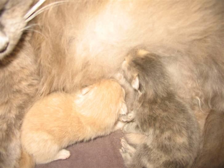 Min søde kattekilling...<3 - Så er det spisetid med søster billede 17