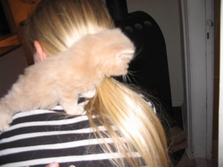 Min søde kattekilling...<3 - "Hvor er det spændene at være omme i nakken."<3<3<3 billede 18