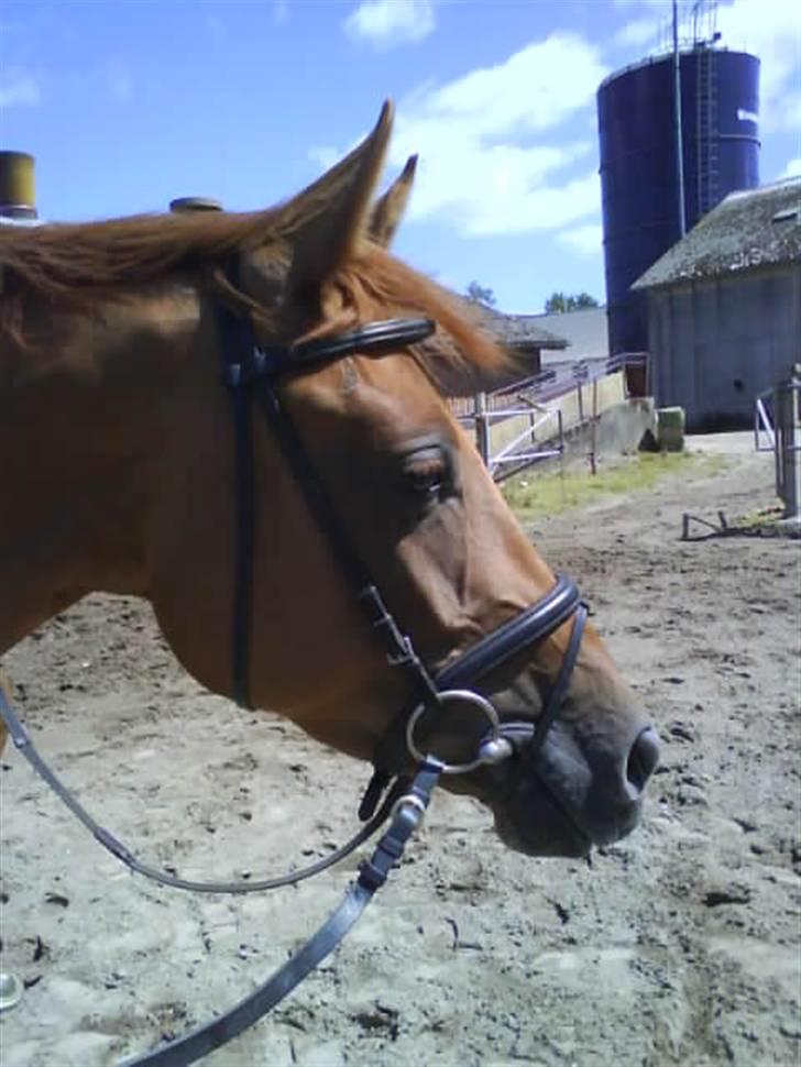Stutteri Hønnerup, min arbejdsplads. - Hønnerups Event, 4 års. Efter ridetime med mig på ryggen. billede 13