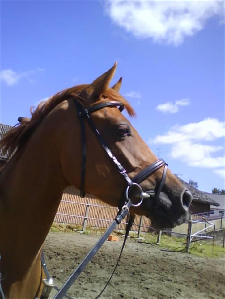 Stutteri Hønnerup, min arbejdsplads. - Hønnerups Event, 4 års. Efter ridetime med mig på ryggen. billede 14