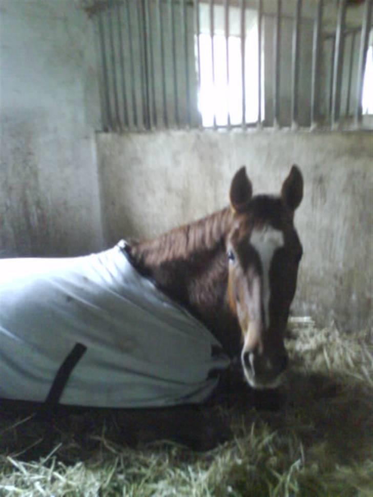 Stutteri Hønnerup, min arbejdsplads. - Hønnerups Diol - navnet betyder: Et alkohol med 2 OH-grupper billede 15