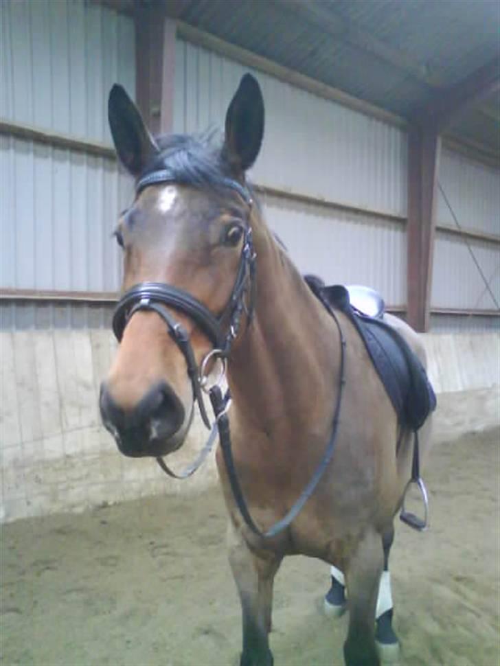 Stutteri Hønnerup, min arbejdsplads. - Efter en god ridning, på den dejlige Damage. billede 16