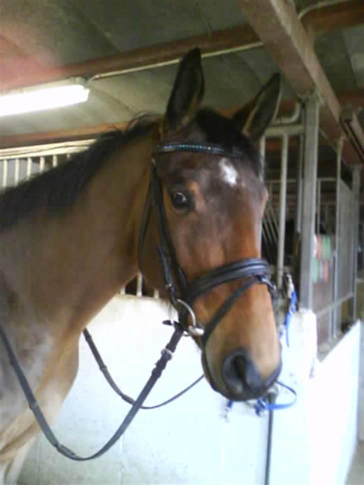 Stutteri Hønnerup, min arbejdsplads. - Mig og Damage på vej til ridetime. billede 17