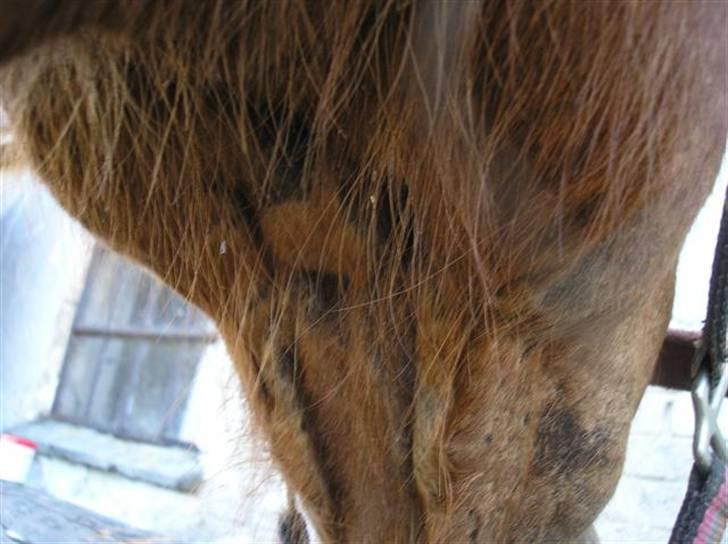 Udslæt :. mineralmangel  eller .. - 30 juni 09 billede 3