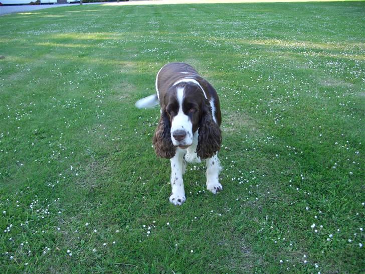 Vosnæs gård/Gods - Tulle - min chefs hund billede 52