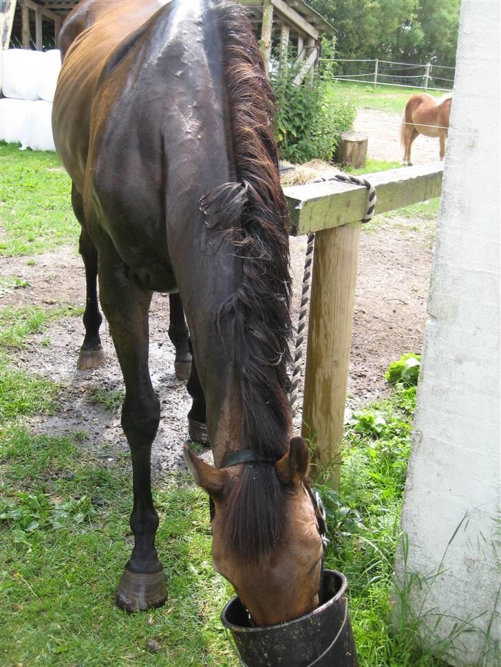 Store vaskedag - Teefer drengen var den første til at få et bad efter ridningen - og han var fløjtende ligeglad med vandet og åd sin mad imens som om ingenting skete...
 billede 10