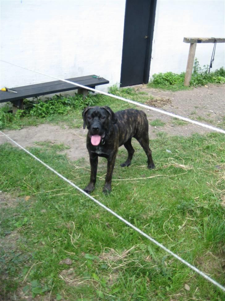 Store vaskedag - Chilie tjekker lide ud om hestene har noget mad hun kan stjæle - hun elsker hestenes foder... billede 1