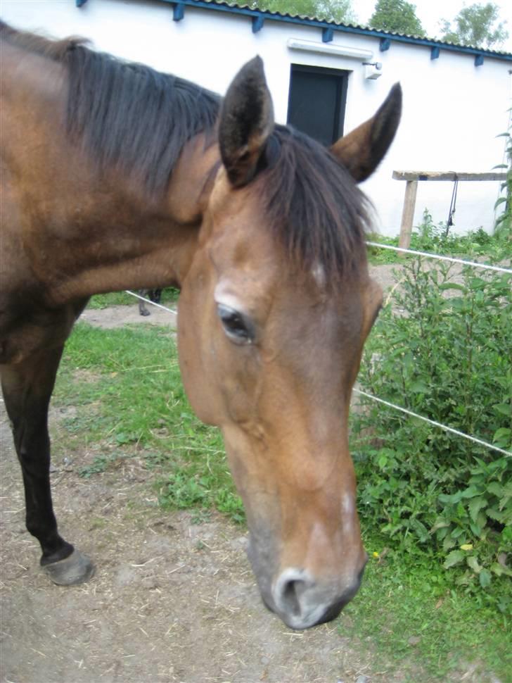 Store vaskedag billede 9