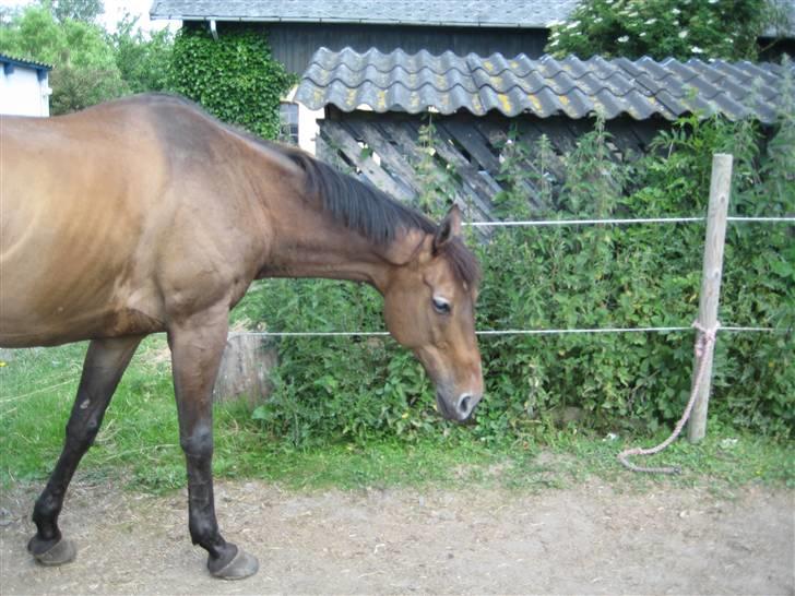 Store vaskedag billede 8