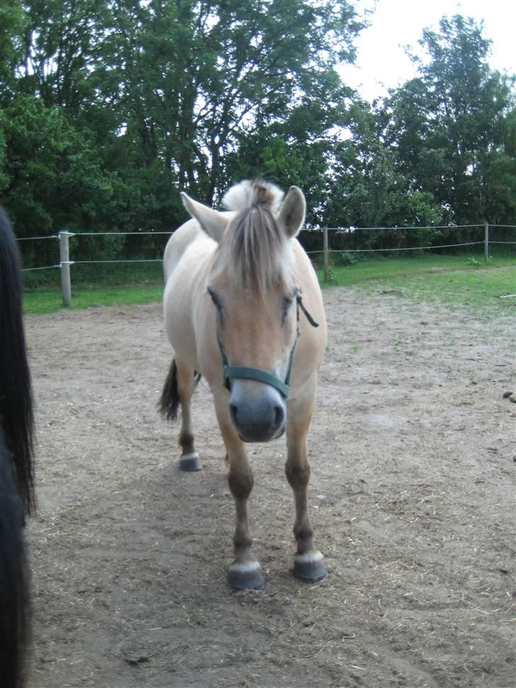 Store vaskedag billede 7