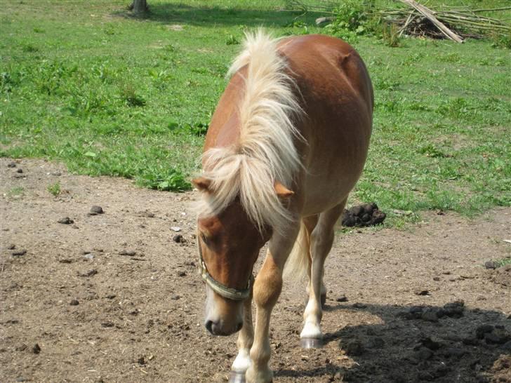 Store vaskedag billede 4