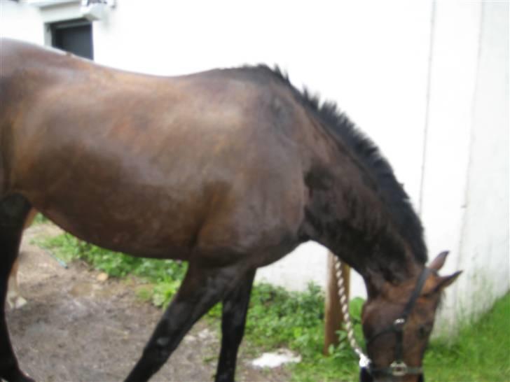 Store vaskedag - Så er det Sendis tur til lidt vand og det var ret farligt men alligevel ikke for tænk hvis nogen tog hendes mad - så til sidst stod hun osse bare og åd... billede 12