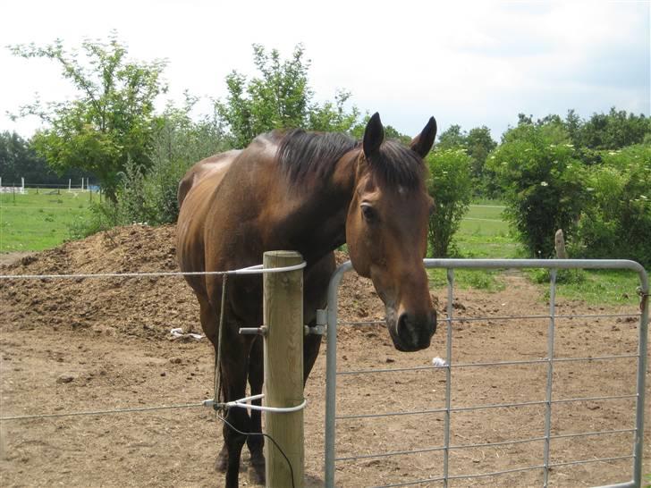 Store vaskedag - Og Teef kigger nysgerrigt på billede 13