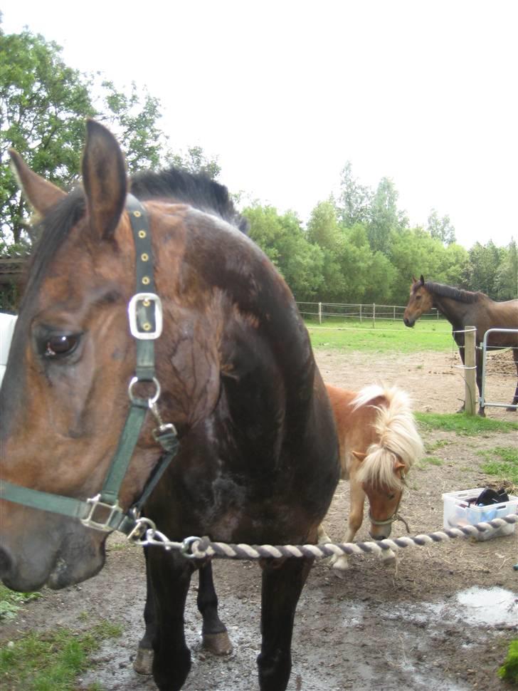 Store vaskedag - Er deet mig du tar billeder af mor??? Så må du heller få min gode side... Og Zafran er løbet ud og står i baggrunden og venter pænt til det blir hendes tur... billede 14