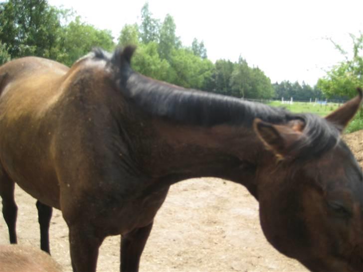 Store vaskedag - Det er skønt at bli ren så man kan rulle sig godt ind igen... billede 16