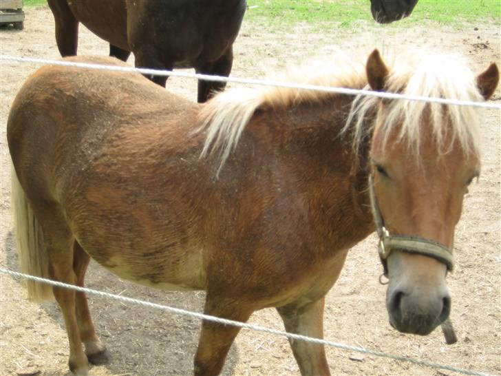 Store vaskedag - Zafran kan osse svine sig til og hun er dog til det - nok straffen for at vaske hende for hun syns vandet på hendes røv var dødsens farligt... Men hun klarede det og slappede til sidst af... Hendes mad stod jo og ventede på hende og et større madøre ska man lede længe efter... billede 17