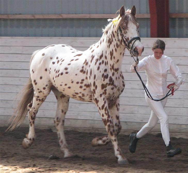 La Féve's Fion knabstrupper hingst(fløj hingst) billede 1