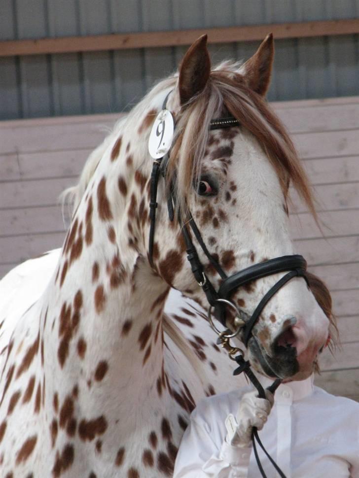 La Féve's Fion knabstrupper hingst(fløj hingst) billede 2