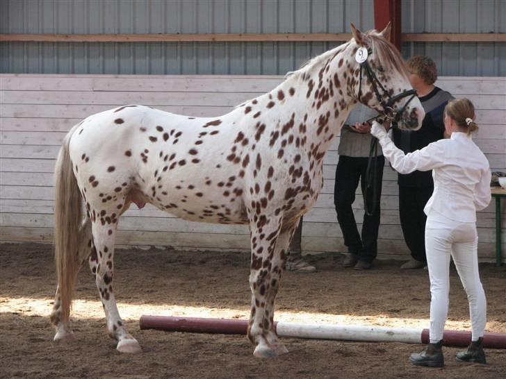 La Féve's Fion knabstrupper hingst(fløj hingst) billede 3