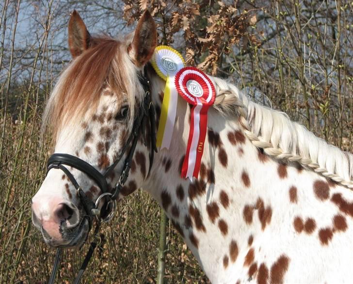 La Féve's Fion knabstrupper hingst(fløj hingst) billede 4