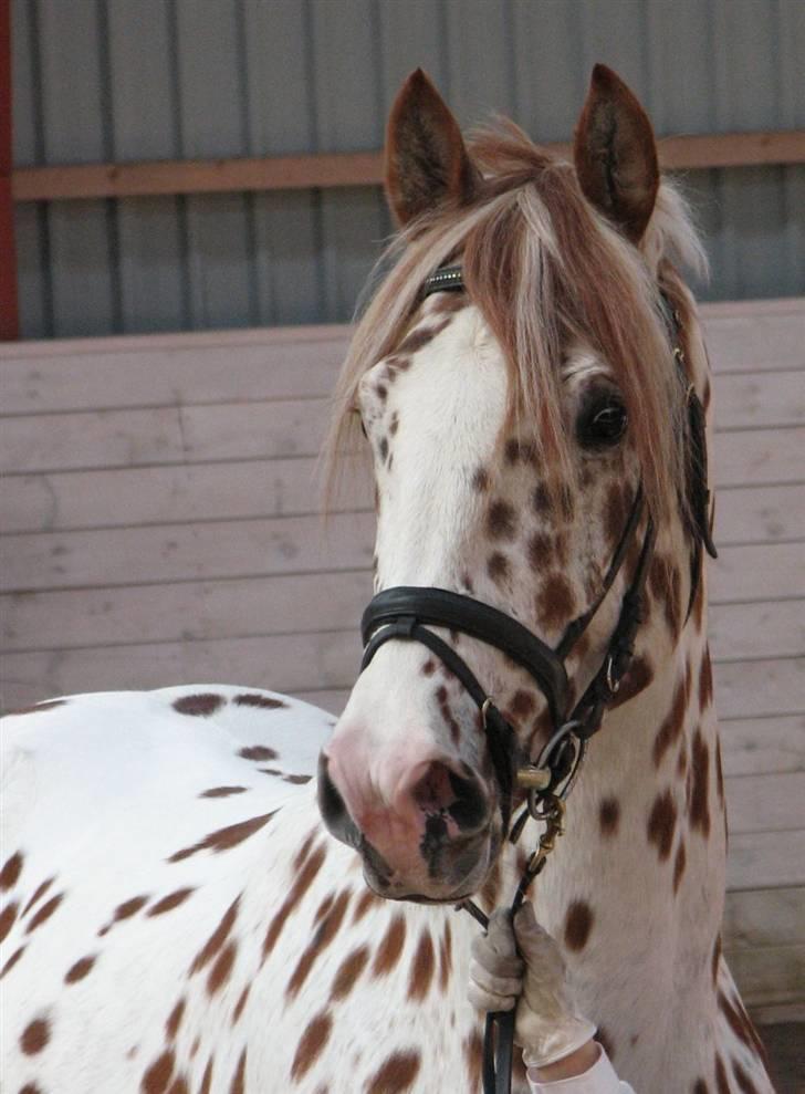 La Féve's Fion knabstrupper hingst(fløj hingst) billede 5