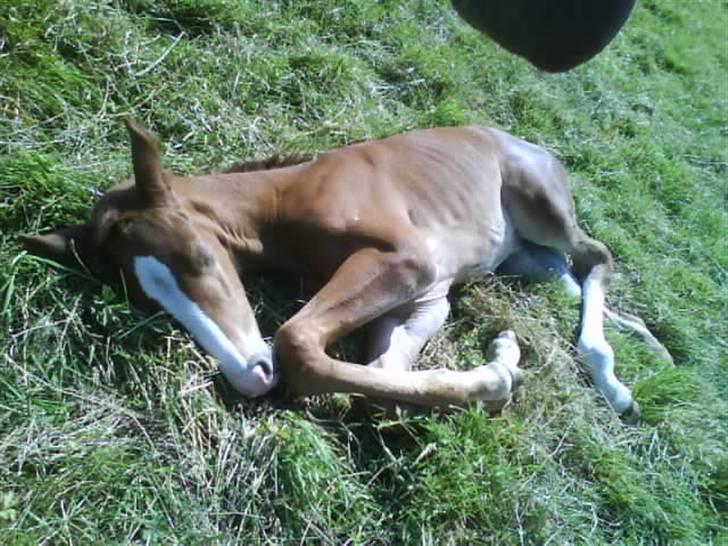 Stutteri Hønnerup, min arbejdsplads. - Hoppeføl Ikait. Ikait= Grønlandske kalk søjler billede 19