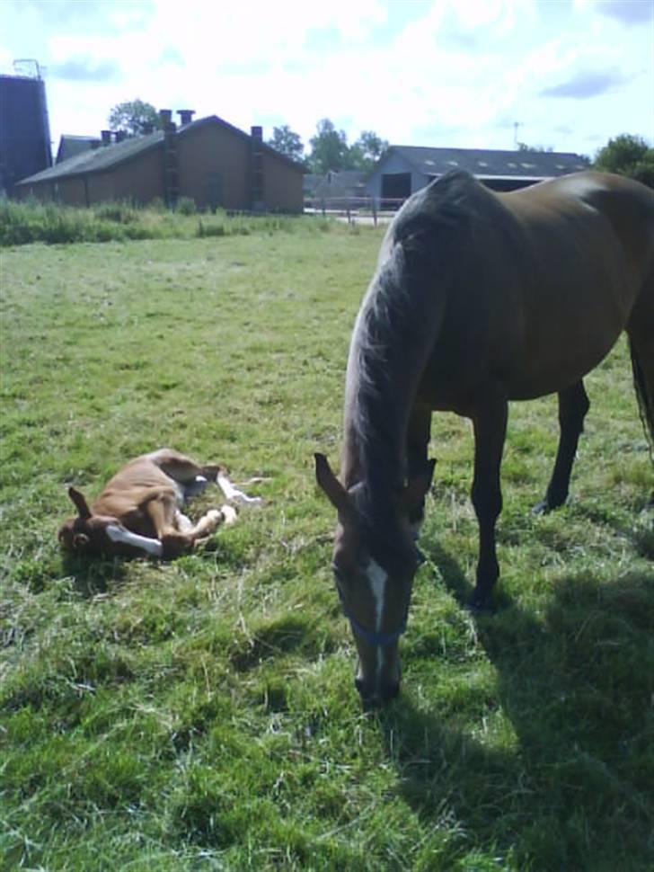 Stutteri Hønnerup, min arbejdsplads. - Vores nye hoppeføl Ikait. Vi fik desvære kun 2 føl i år, da den ene avlshoppe tabte føllet, og vi kun har 3 avlshopper tilbage. billede 21