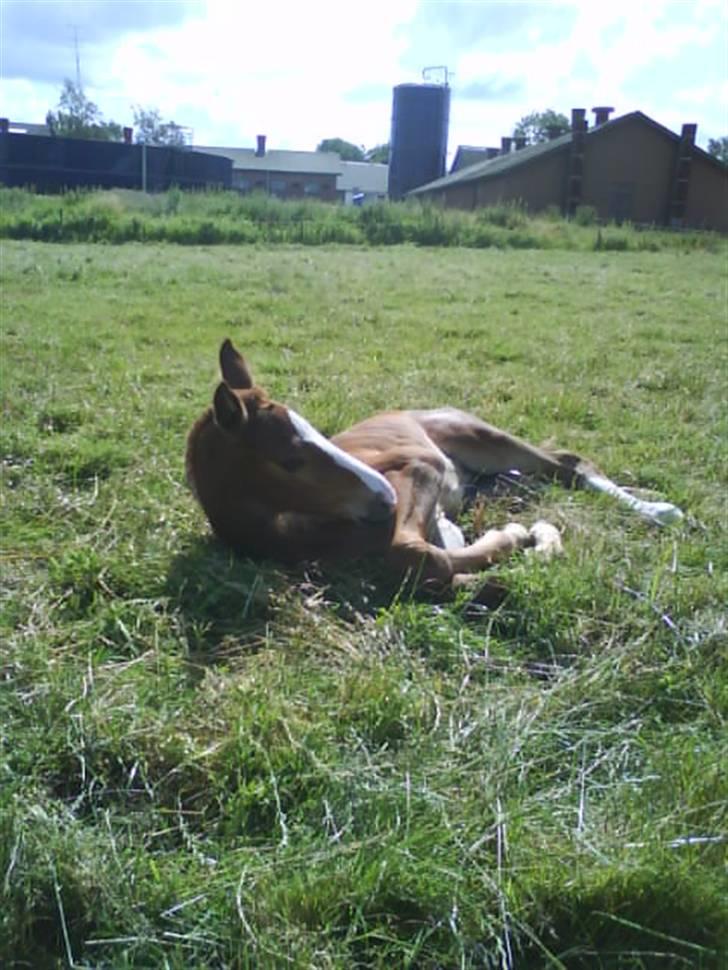 Stutteri Hønnerup, min arbejdsplads. - Hoppeføl Ikait. billede 22