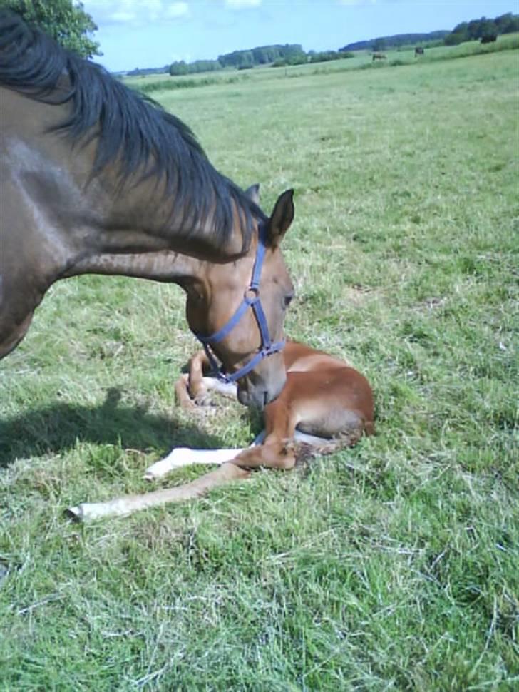 Stutteri Hønnerup, min arbejdsplads. - Ikait og Yoyo. billede 23