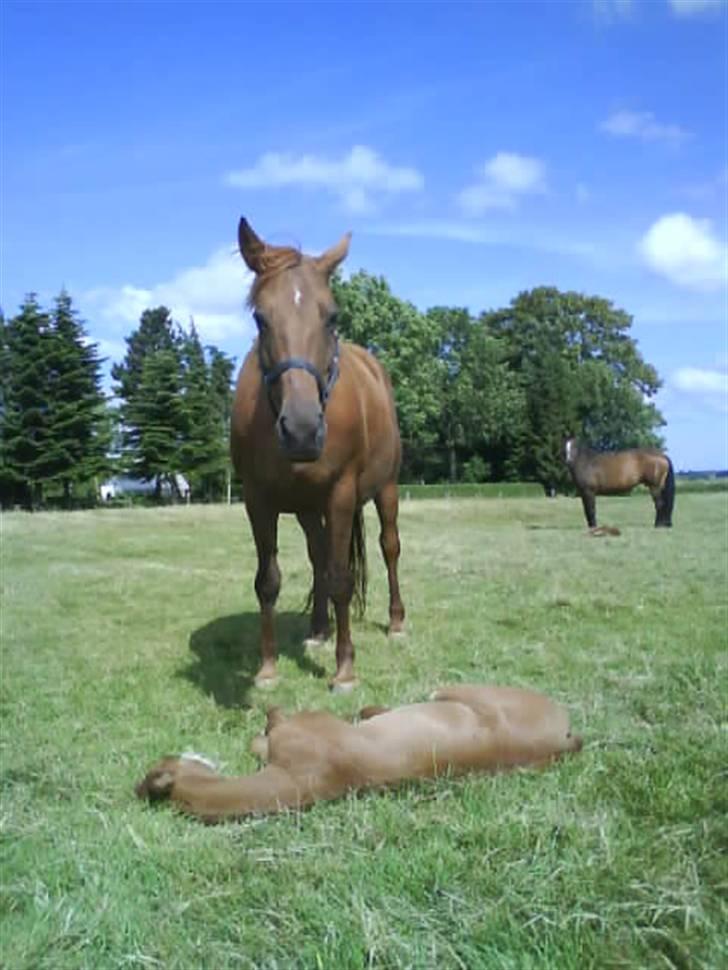 Stutteri Hønnerup, min arbejdsplads. - Unit, Hingsteføl, Yoyo og lille Ikait. billede 26
