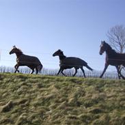 Nielsen, Mexicana, City boy & Flaps.