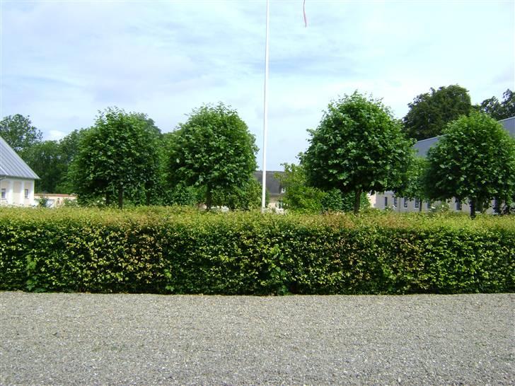 Herregårdsferie med Fabi billede 4