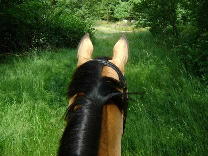 Herregårdsferie med Fabi billede 13