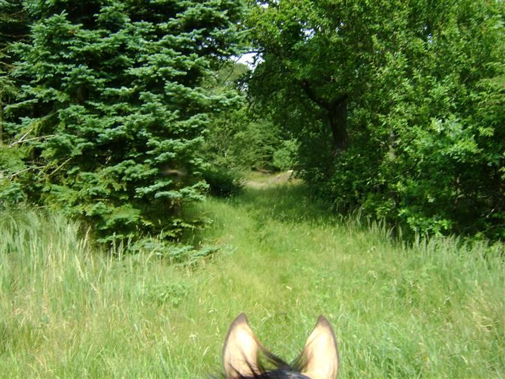 Herregårdsferie med Fabi billede 14