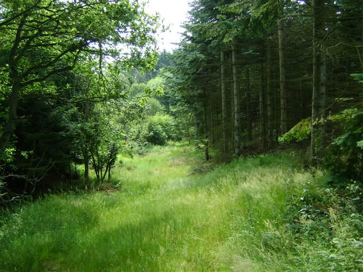 Herregårdsferie med Fabi billede 15