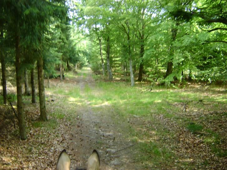 Herregårdsferie med Fabi billede 16