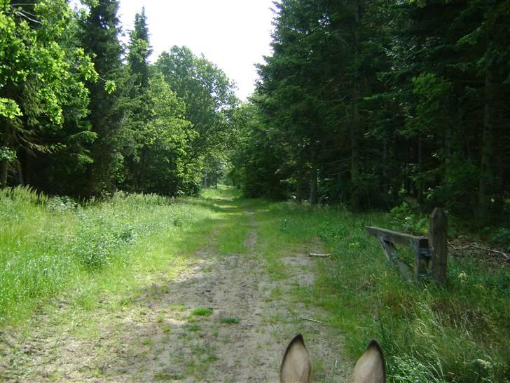 Herregårdsferie med Fabi billede 18
