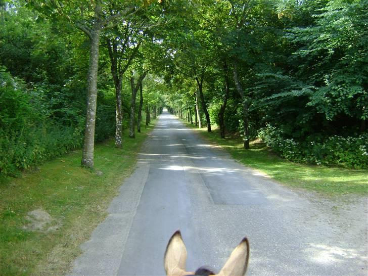 Herregårdsferie med Fabi billede 19