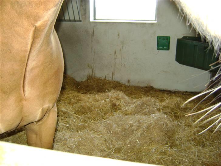 Herregårdsferie med Fabi billede 21