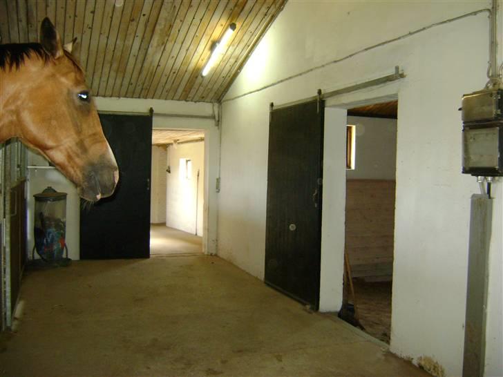 Herregårdsferie med Fabi billede 23