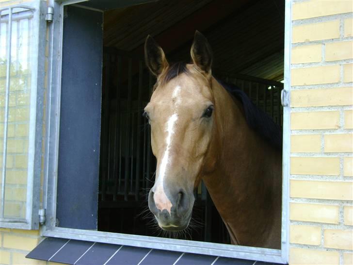 Herregårdsferie med Fabi billede 29
