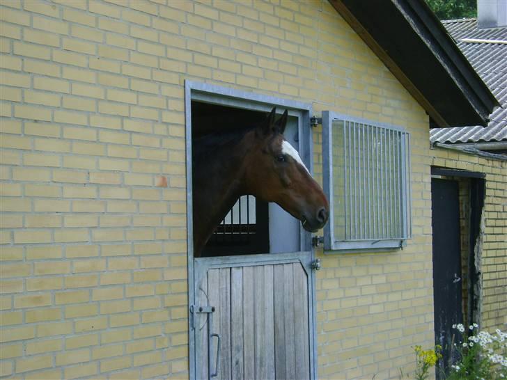 Herregårdsferie med Fabi billede 30